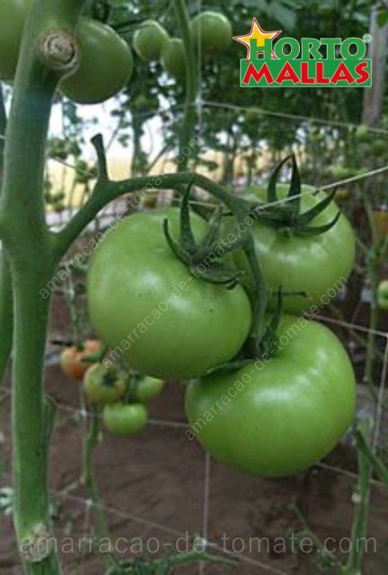 Frutos de tomate crescido comapoio de malha treliça