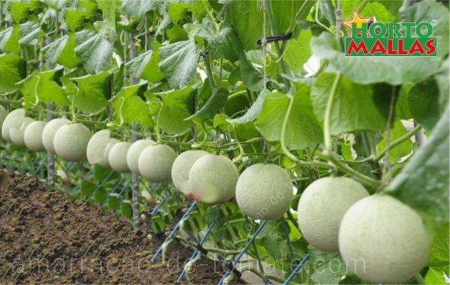 O cultivo hidropónico de melões entutorado verticalmente com malha treliça