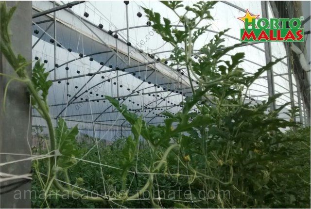 Plantas de cultivo do melão em crescimento na estufa entre treliças malha verticais